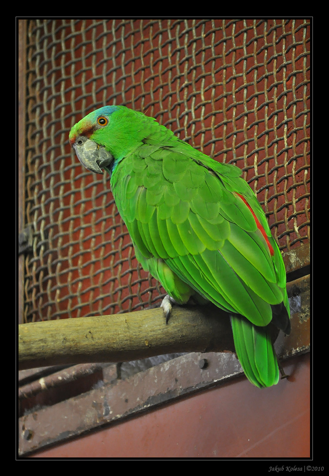 img00006.jpg
