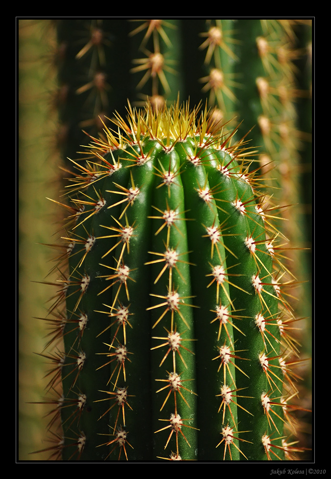 img00006.jpg