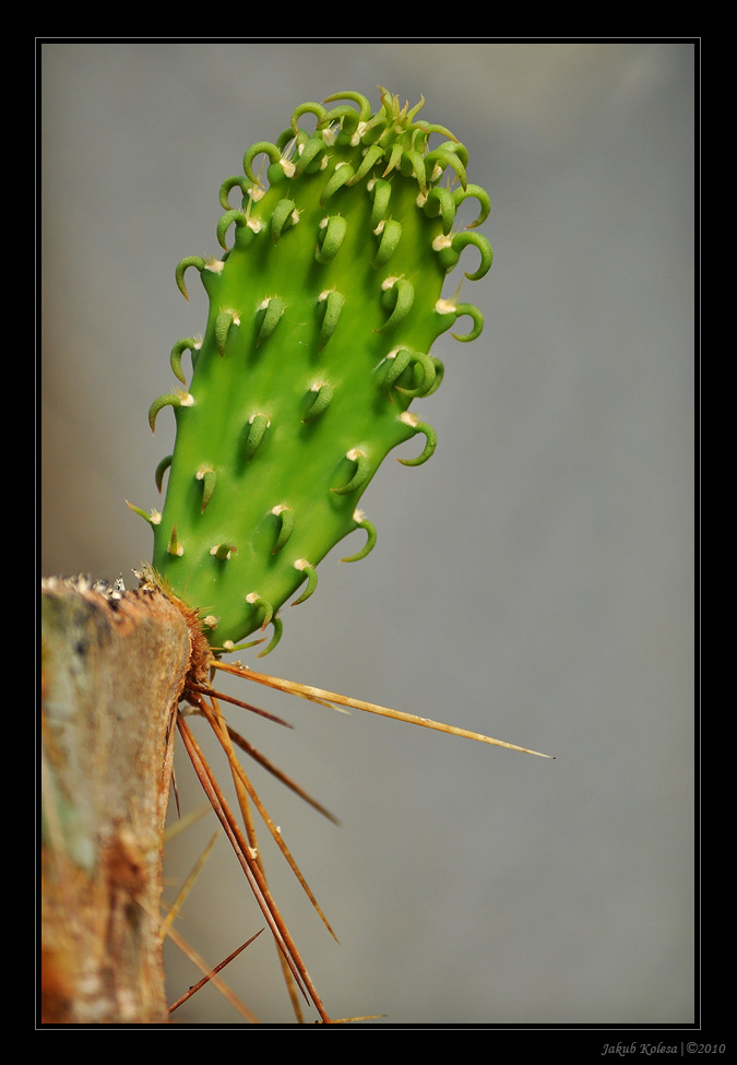 img00015.jpg
