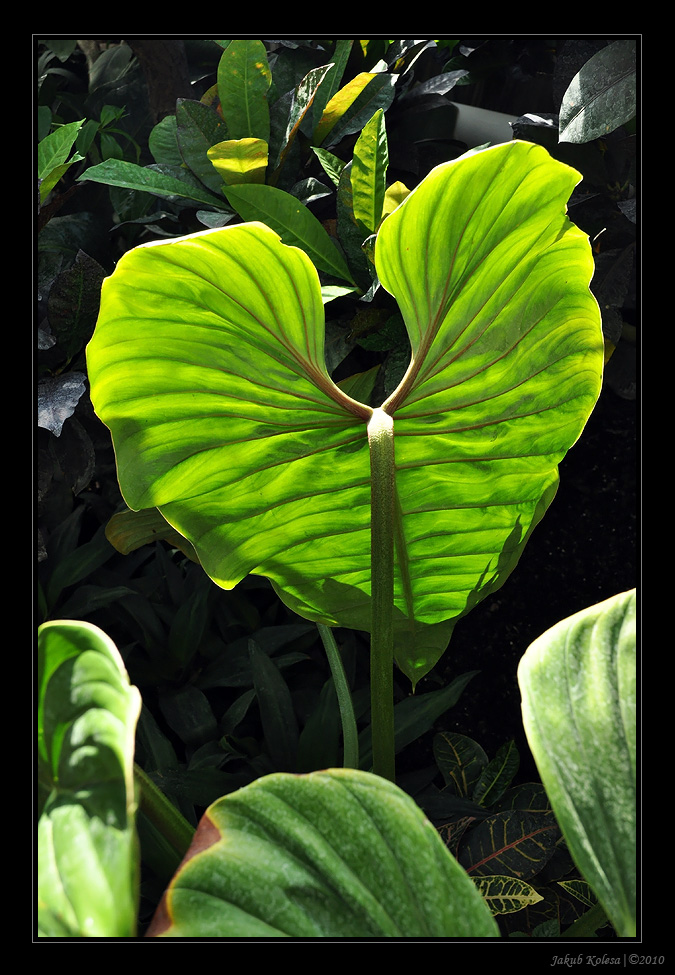 img00016.jpg