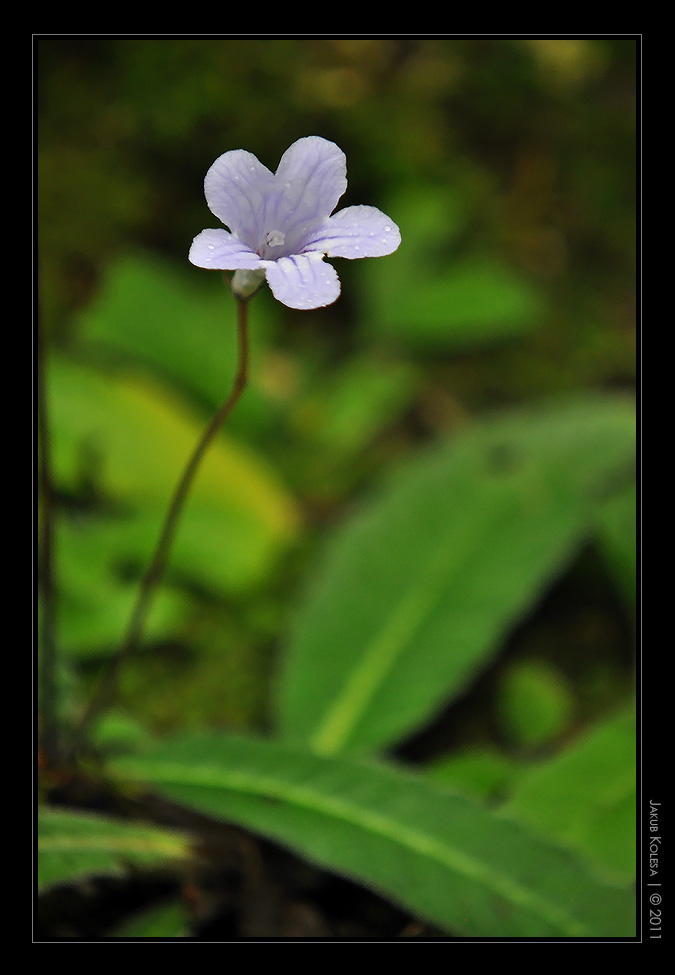 img00037.jpg